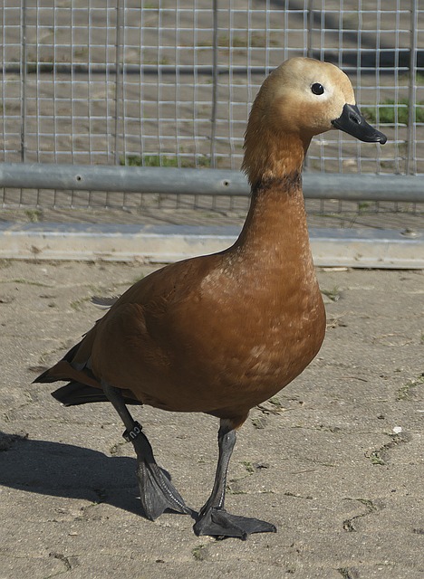 何塞